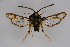  ( - BOX-2219 B04)  @13 [ ] CreativeCommons - Attribution Non-Commercial Share-Alike (2009) Unspecified Sesiidae Research Group