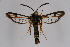  ( - BOX-2219 B05)  @11 [ ] CreativeCommons - Attribution Non-Commercial Share-Alike (2009) Unspecified Sesiidae Research Group