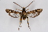  ( - BOX-2219 B09)  @11 [ ] CreativeCommons - Attribution Non-Commercial Share-Alike (2009) Unspecified Sesiidae Research Group