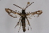  (Bembecia hymenopteriformis - BOX-2219 B10)  @13 [ ] CreativeCommons - Attribution Non-Commercial Share-Alike (2009) Unspecified Sesiidae Research Group