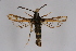  ( - BOX-2219 C01)  @14 [ ] CreativeCommons - Attribution Non-Commercial Share-Alike (2009) Unspecified Sesiidae Research Group