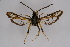  ( - BOX-2219 C03)  @12 [ ] CreativeCommons - Attribution Non-Commercial Share-Alike (2009) Unspecified Sesiidae Research Group