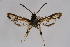  ( - BOX-2219 C04)  @11 [ ] CreativeCommons - Attribution Non-Commercial Share-Alike (2009) Unspecified Sesiidae Research Group