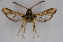  ( - BOX-2219 C12)  @11 [ ] CreativeCommons - Attribution Non-Commercial Share-Alike (2009) Unspecified Sesiidae Research Group