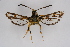  ( - BOX-2219 D01)  @11 [ ] CreativeCommons - Attribution Non-Commercial Share-Alike (2009) Unspecified Sesiidae Research Group