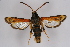  ( - BOX-2219 D03)  @11 [ ] CreativeCommons - Attribution Non-Commercial Share-Alike (2009) Unspecified Sesiidae Research Group