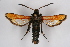  ( - BOX-2219 D04)  @14 [ ] CreativeCommons - Attribution Non-Commercial Share-Alike (2009) Unspecified Sesiidae Research Group