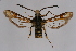  ( - BOX-2219 D07)  @12 [ ] CreativeCommons - Attribution Non-Commercial Share-Alike (2009) Unspecified Sesiidae Research Group