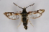  ( - BOX-2219 D10)  @11 [ ] CreativeCommons - Attribution Non-Commercial Share-Alike (2009) Unspecified Sesiidae Research Group