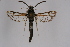  ( - BOX-2219 D11)  @11 [ ] CreativeCommons - Attribution Non-Commercial Share-Alike (2009) Unspecified Sesiidae Research Group