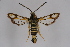  (Bembecia puella - BOX-2219 E04)  @15 [ ] CreativeCommons - Attribution Non-Commercial Share-Alike (2009) Unspecified Sesiidae Research Group