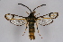  ( - BOX-2219 E11)  @11 [ ] CreativeCommons - Attribution Non-Commercial Share-Alike (2009) Unspecified Sesiidae Research Group