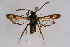  ( - BOX-2219 F03)  @11 [ ] CreativeCommons - Attribution Non-Commercial Share-Alike (2009) Unspecified Sesiidae Research Group