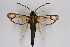  (Pyropteron biedermanni - BOX-2219 F05)  @14 [ ] CreativeCommons - Attribution Non-Commercial Share-Alike (2009) Unspecified Sesiidae Research Group