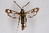  (Pyropteron euglossaeformis - BOX-2219 F08)  @14 [ ] CreativeCommons - Attribution Non-Commercial Share-Alike (2009) Unspecified Sesiidae Research Group