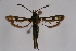  ( - BOX-2219 F11)  @11 [ ] CreativeCommons - Attribution Non-Commercial Share-Alike (2009) Unspecified Sesiidae Research Group