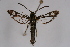  ( - BOX-2219 F12)  @13 [ ] CreativeCommons - Attribution Non-Commercial Share-Alike (2009) Unspecified Sesiidae Research Group