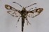  ( - BOX-2219 G02)  @15 [ ] CreativeCommons - Attribution Non-Commercial Share-Alike (2009) Unspecified Sesiidae Research Group