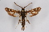  (Pyropteron umbrifera - BOX-2219 G09)  @14 [ ] CreativeCommons - Attribution Non-Commercial Share-Alike (2009) Unspecified Sesiidae Research Group