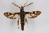  ( - BOX-2219 G10)  @13 [ ] CreativeCommons - Attribution Non-Commercial Share-Alike (2009) Unspecified Sesiidae Research Group