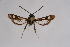  ( - BOX-2219 G11)  @11 [ ] CreativeCommons - Attribution Non-Commercial Share-Alike (2009) Unspecified Sesiidae Research Group