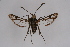  ( - BOX-2219 H02)  @13 [ ] CreativeCommons - Attribution Non-Commercial Share-Alike (2009) Unspecified Sesiidae Research Group