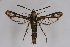  ( - BOX-2219 H04)  @11 [ ] CreativeCommons - Attribution Non-Commercial Share-Alike (2009) Unspecified Sesiidae Research Group