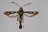  ( - BOX-2219 H08)  @11 [ ] CreativeCommons - Attribution Non-Commercial Share-Alike (2009) Unspecified Sesiidae Research Group