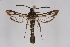  ( - BOX-2219 H09)  @14 [ ] CreativeCommons - Attribution Non-Commercial Share-Alike (2009) Unspecified Sesiidae Research Group