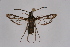  ( - BOX-2219 H12)  @13 [ ] CreativeCommons - Attribution Non-Commercial Share-Alike (2009) Unspecified Sesiidae Research Group