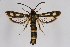  ( - CCDB-02110 A07)  @14 [ ] CreativeCommons - Attribution Non-Commercial Share-Alike (2009) Unspecified Sesiidae Research Group