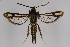  ( - CCDB-02110 A09)  @14 [ ] CreativeCommons - Attribution Non-Commercial Share-Alike (2009) Unspecified Sesiidae Research Group