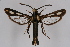  ( - CCDB-02110 A11)  @11 [ ] CreativeCommons - Attribution Non-Commercial Share-Alike (2009) Unspecified Sesiidae Research Group