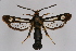  ( - CCDB-02110 B02)  @11 [ ] CreativeCommons - Attribution Non-Commercial Share-Alike (2009) Unspecified Sesiidae Research Group