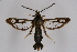  ( - CCDB-02110 B04)  @11 [ ] CreativeCommons - Attribution Non-Commercial Share-Alike (2009) Unspecified Sesiidae Research Group