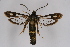  ( - CCDB-02110 B05)  @13 [ ] CreativeCommons - Attribution Non-Commercial Share-Alike (2009) Unspecified Sesiidae Research Group