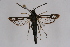  (Pyropteron leucomelaena leucomelaena - CCDB-02110 B08)  @14 [ ] CreativeCommons - Attribution Non-Commercial Share-Alike (2009) Unspecified Sesiidae Research Group