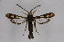  ( - CCDB-02110 C04)  @13 [ ] CreativeCommons - Attribution Non-Commercial Share-Alike (2009) Unspecified Sesiidae Research Group