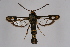  ( - CCDB-02110 C05)  @13 [ ] CreativeCommons - Attribution Non-Commercial Share-Alike (2009) Unspecified Sesiidae Research Group