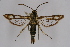  ( - CCDB-02110 D02)  @14 [ ] CreativeCommons - Attribution Non-Commercial Share-Alike (2009) Unspecified Sesiidae Research Group