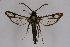  ( - CCDB-02110 D06)  @11 [ ] CreativeCommons - Attribution Non-Commercial Share-Alike (2009) Unspecified Sesiidae Research Group