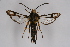  ( - CCDB-02110 D07)  @13 [ ] CreativeCommons - Attribution Non-Commercial Share-Alike (2009) Unspecified Sesiidae Research Group