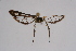  ( - CCDB-02110 F01)  @11 [ ] CreativeCommons - Attribution Non-Commercial Share-Alike (2009) Unspecified Sesiidae Research Group