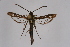  ( - CCDB-02110 F06)  @12 [ ] CreativeCommons - Attribution Non-Commercial Share-Alike (2009) Unspecified Sesiidae Research Group