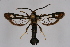  ( - CCDB-02110 G08)  @11 [ ] CreativeCommons - Attribution Non-Commercial Share-Alike (2009) Unspecified Sesiidae Research Group