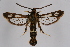  ( - CCDB-02110 G10)  @11 [ ] CreativeCommons - Attribution Non-Commercial Share-Alike (2009) Unspecified Sesiidae Research Group