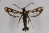  ( - CCDB-02110 G12)  @11 [ ] CreativeCommons - Attribution Non-Commercial Share-Alike (2009) Unspecified Sesiidae Research Group