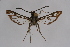  ( - CCDB-02110 H08)  @13 [ ] CreativeCommons - Attribution Non-Commercial Share-Alike (2009) Unspecified Sesiidae Research Group