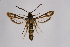  ( - CCDB-02111 C08)  @11 [ ] CreativeCommons - Attribution Non-Commercial Share-Alike (2009) Unspecified Sesiidae Research Group