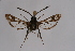  ( - CCDB-02111 D02)  @12 [ ] CreativeCommons - Attribution Non-Commercial Share-Alike (2009) Unspecified Sesiidae Research Group